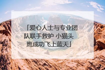 爱心人士与专业团队联手救护 小猫头鹰成功飞上蓝天