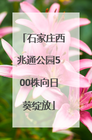 石家庄西兆通公园500株向日葵绽放