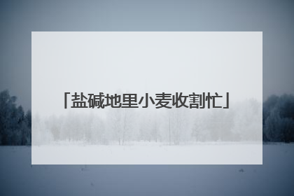 盐碱地里小麦收割忙