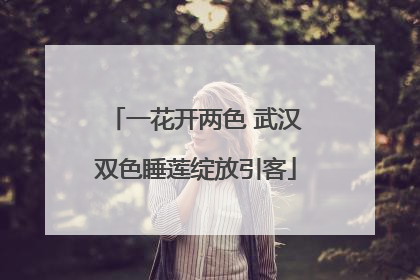 一花开两色 武汉双色睡莲绽放引客