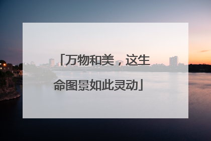 万物和美，这生命图景如此灵动