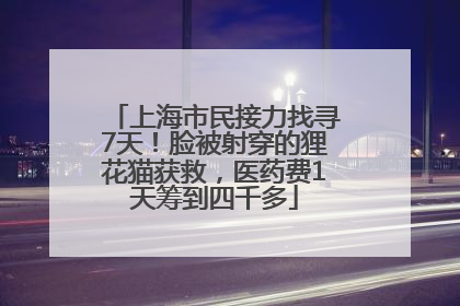 上海市民接力找寻7天！脸被射穿的狸花猫获救，医药费1天筹到四千多
