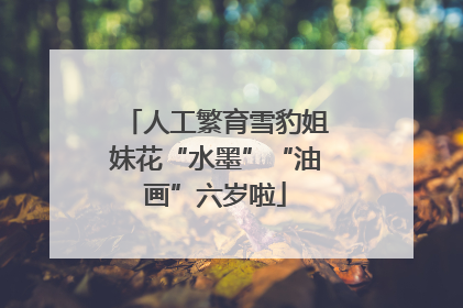 人工繁育雪豹姐妹花“水墨”“油画”六岁啦
