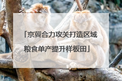 京冀合力攻关打造区域粮食单产提升样板田