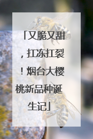 又脆又甜，扛冻扛裂！烟台大樱桃新品种诞生记