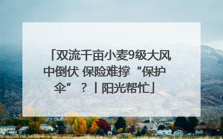 双流千亩小麦9级大风中倒伏 保险难撑“保护伞”？丨阳光帮忙