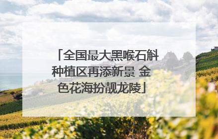 全国最大黑喉石斛种植区再添新景 金色花海扮靓龙陵