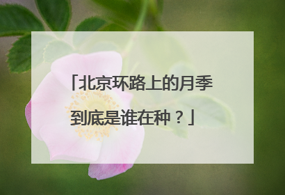 北京环路上的月季到底是谁在种？