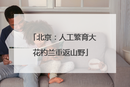 北京：人工繁育大花杓兰重返山野