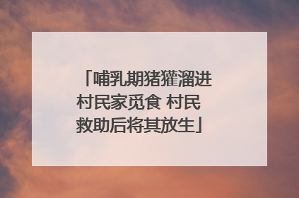 哺乳期猪獾溜进村民家觅食 村民救助后将其放生