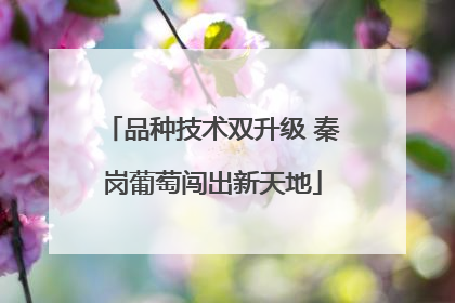 品种技术双升级 秦岗葡萄闯出新天地