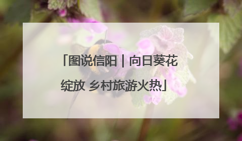 图说信阳｜向日葵花绽放 乡村旅游火热