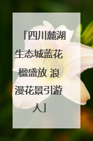 四川麓湖生态城蓝花楹盛放 浪漫花景引游人