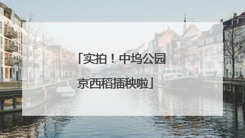 实拍！中坞公园京西稻插秧啦