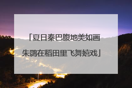 夏日秦巴腹地美如画 朱鹮在稻田里飞舞嬉戏