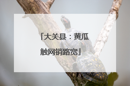 大关县：黄瓜触网销路宽