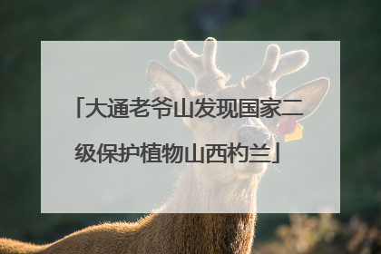 大通老爷山发现国家二级保护植物山西杓兰