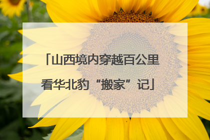 山西境内穿越百公里 看华北豹“搬家”记