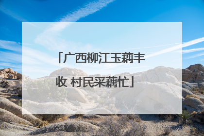 广西柳江玉藕丰收 村民采藕忙