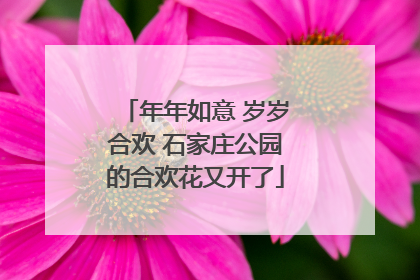 年年如意 岁岁合欢 石家庄公园的合欢花又开了