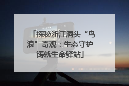 探秘浙江洞头“鸟浪”奇观：生态守护铸就生命驿站