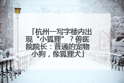 杭州一写字楼内出现“小狐狸”？兽医院院长：普通的宠物小狗，像狐狸犬