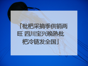 枇杷采摘季供销两旺 四川宝兴晚熟枇杷冷链发全国