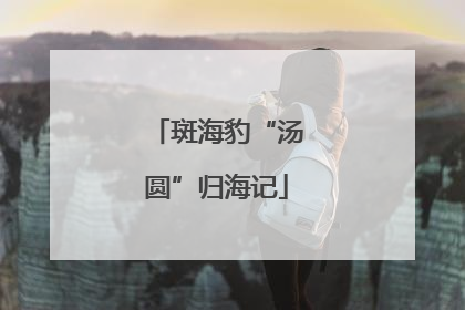 斑海豹“汤圆”归海记