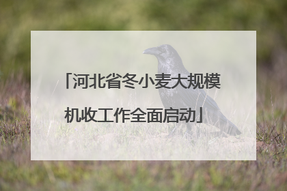 河北省冬小麦大规模机收工作全面启动