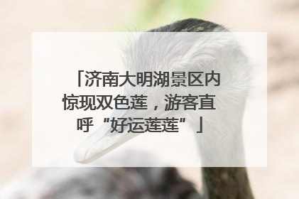 济南大明湖景区内惊现双色莲，游客直呼“好运莲莲”