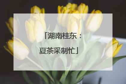 湖南桂东：夏茶采制忙