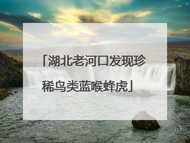 湖北老河口发现珍稀鸟类蓝喉蜂虎