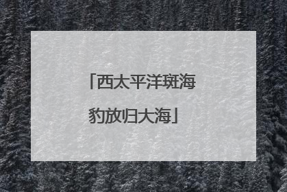西太平洋斑海豹放归大海