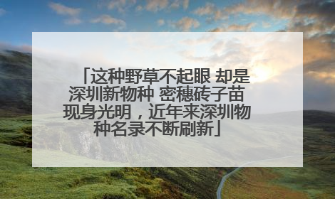 这种野草不起眼 却是深圳新物种 密穗砖子苗现身光明，近年来深圳物种名录不断刷新