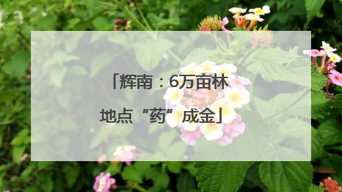 辉南：6万亩林地点“药”成金