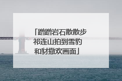 蹭蹭岩石散散步 祁连山拍到雪豹和豺撒欢画面