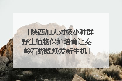 陕西加大对极小种群野生植物保护培育让秦岭石蝴蝶焕发新生机