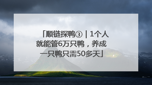 顺链探鸭③｜1个人就能管6万只鸭，养成一只鸭只需50多天
