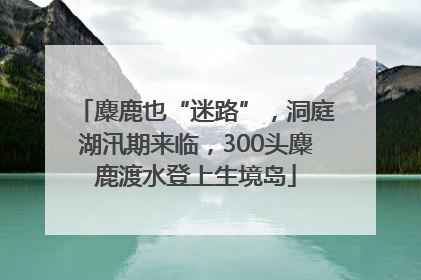 麋鹿也“迷路”，洞庭湖汛期来临，300头麋鹿渡水登上生境岛