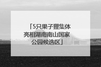 5只果子狸集体亮相湖南南山国家公园候选区
